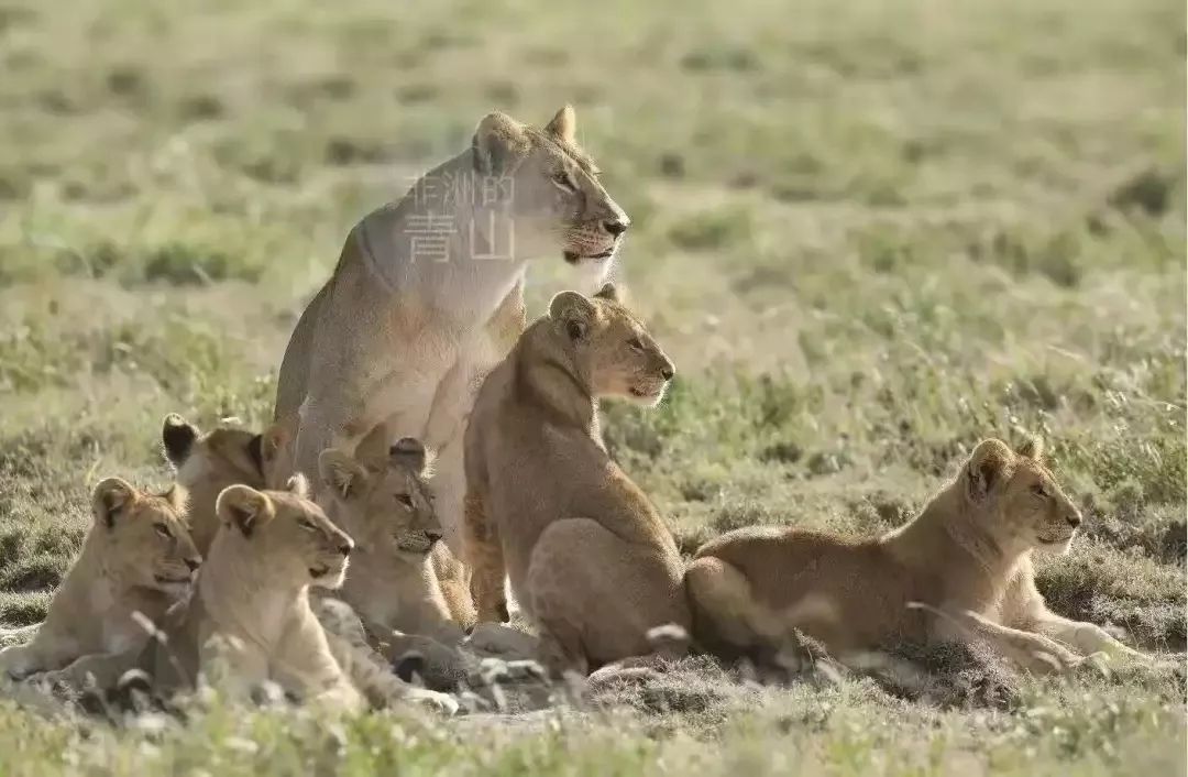 如果你在坦桑尼亞Safari時獵豹跳進(jìn)車子里